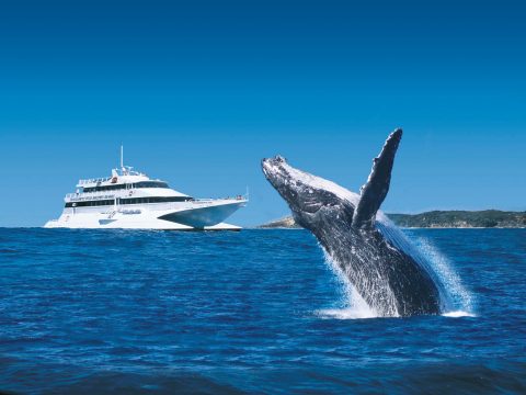 Tangalooma-whale-watching-cruise