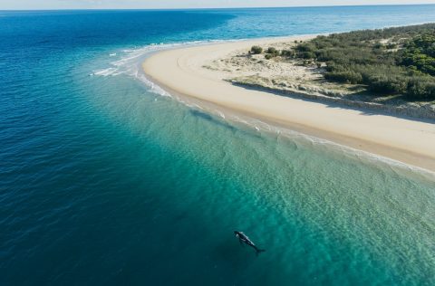 Whale swimming off the coast of Hervey Bay