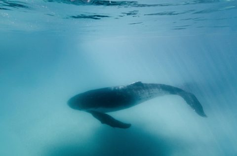 Whale swimming off the coast of Hervey Bay