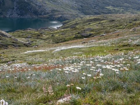 Wildflowers, Snowy Mountains, NSW