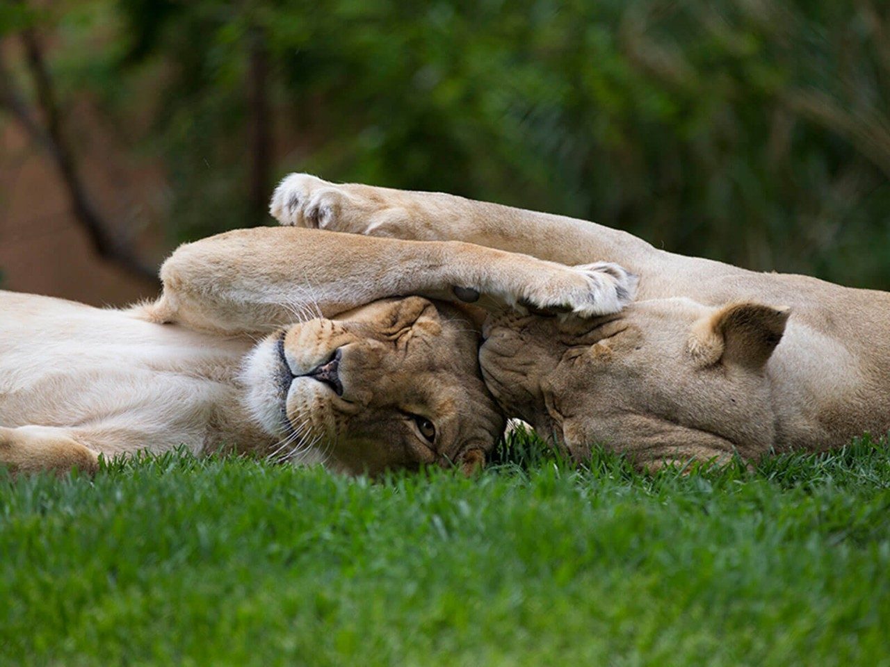 adelaide-zoo-3.jpg