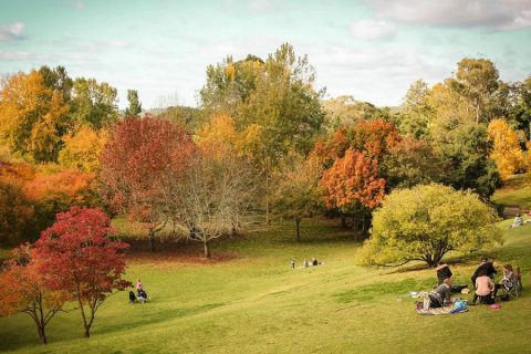 Book flights to Adelaide