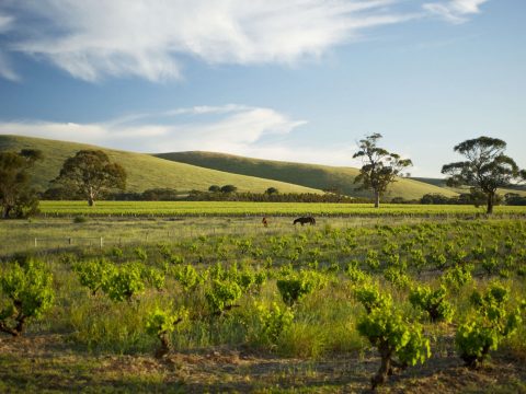 The Best Wines and Cellar Doors in the Barossa in 2017