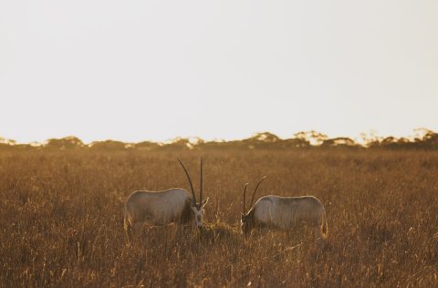 Antelope at Monarto Safari Resort