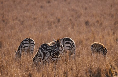 Zebras at Monarto Safari Resort