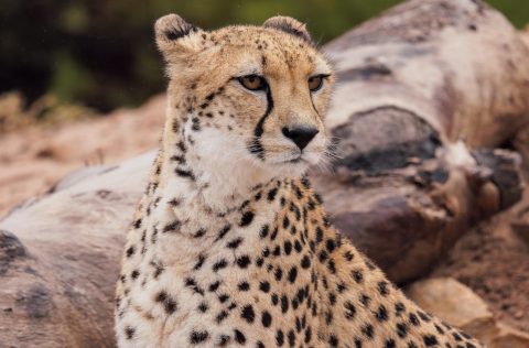 Cheetah at Monarto Safari Resort