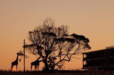 Giraffes at Monarto Safari Resort