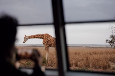 Giraffe at Monarto Safari Resort, South Australia, Adelaide