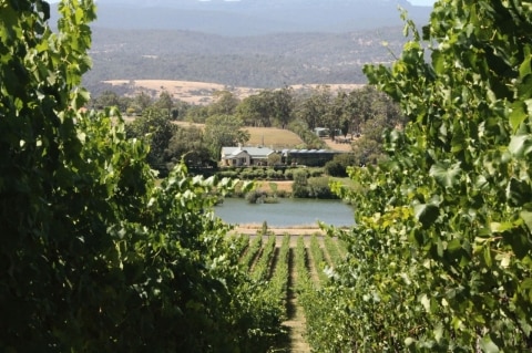 Best winery & cellar doors in Tasmania: Josef Chromy