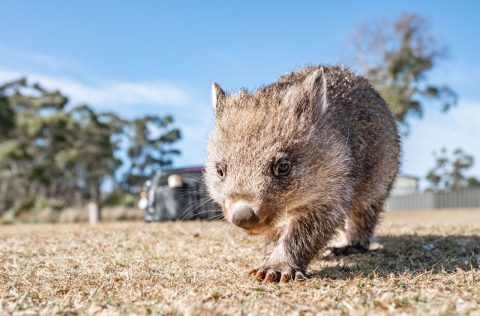 A wombat in Tasmania