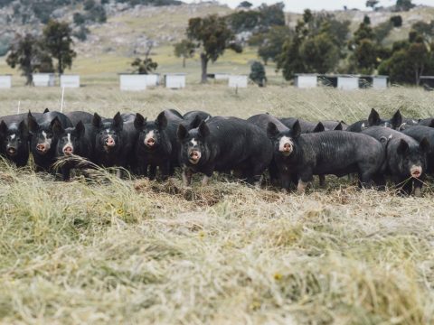 A Food and Wine Guide to Bendigo and Central Victoria