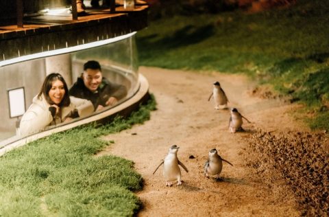 Watch a parade of penguins up close