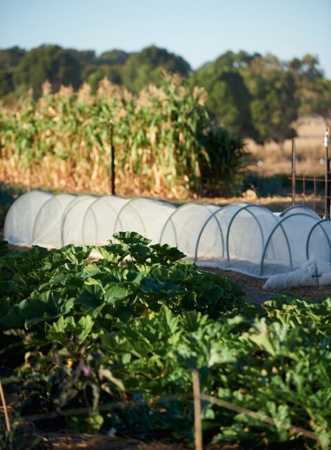 Brae restaurant garden