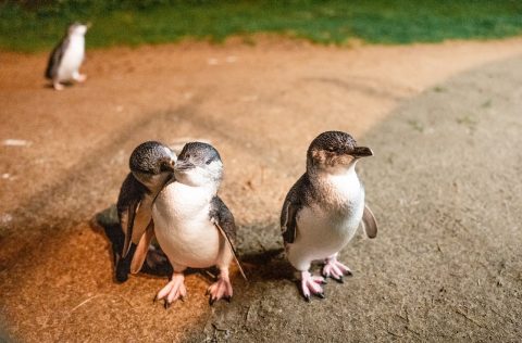 Penguin Parade on Phillip Island in Victoria