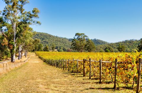 Vineyard in King Valley, Victoria
