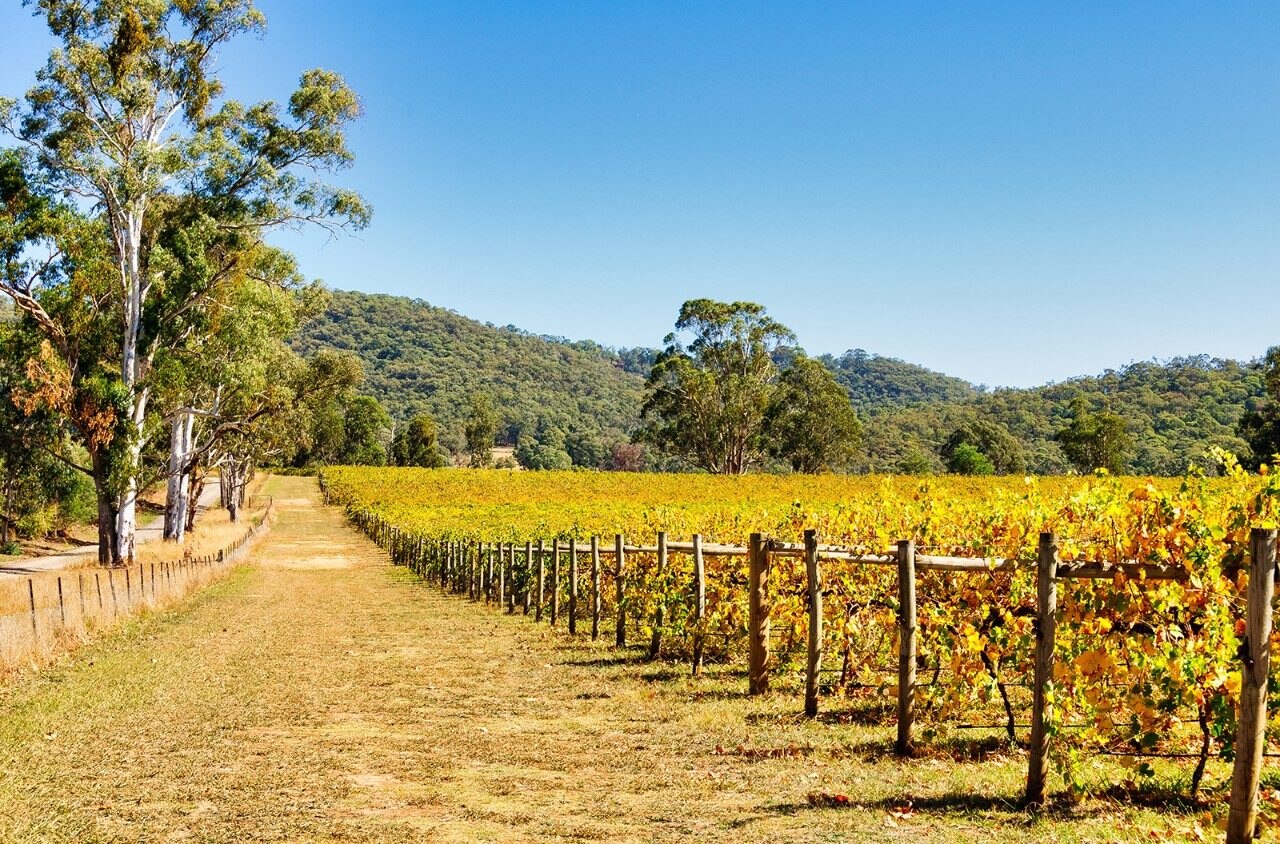 Vineyard in King Valley, Victoria