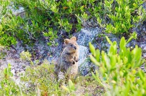 Quokka on Rottnest Island