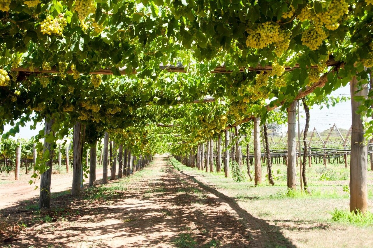Swan Valley vineyards, Western Australia