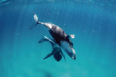 Ningaloo reef