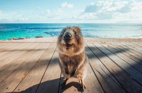 Quokka on Rottnest Island
