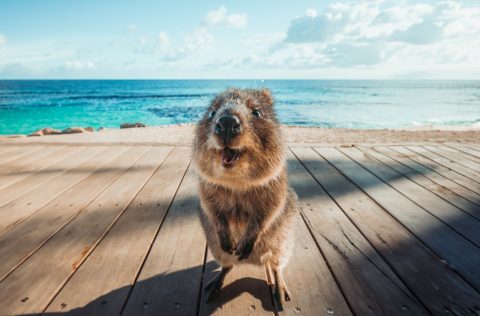 Quokka on Rottnest Island