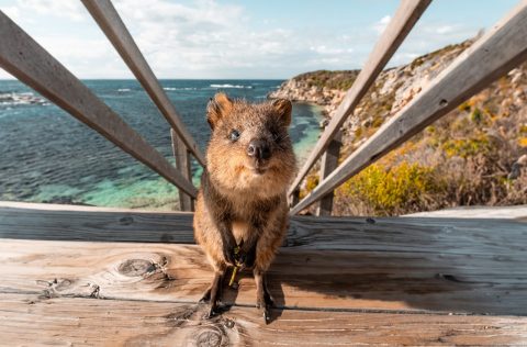 A quokka on Rottnest Island