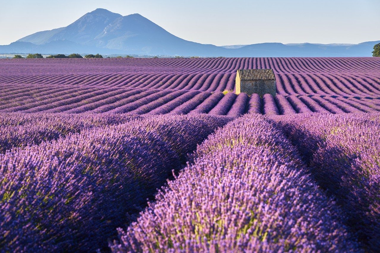 Wander the lavender fields of Provence