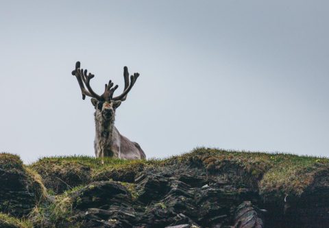 A reindeer in the Arctic Circle