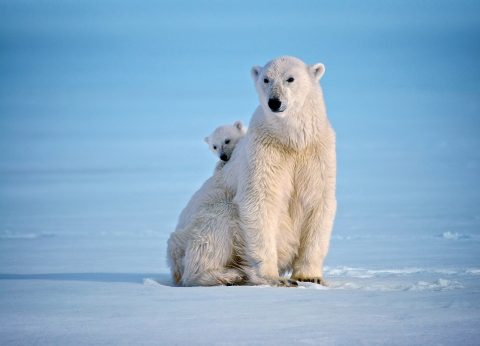 Polar bears in Svalbard