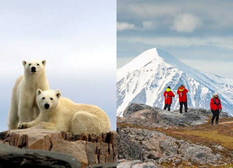 Polar bears in Svalbard