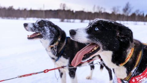 Dog sledding and snowshoeing in Tromsø, Norway