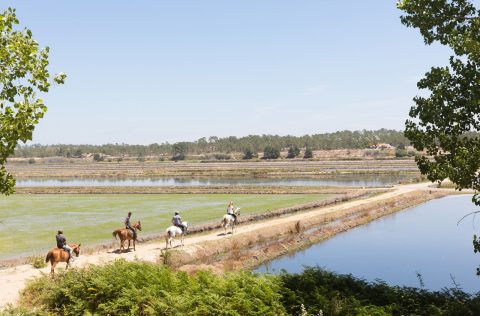 horse riding rice paddies portugal