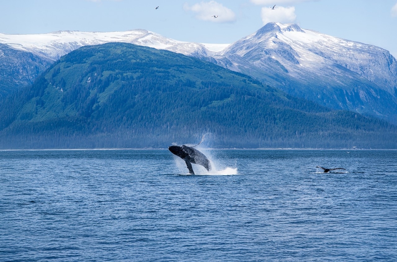 Alaska Regent Seven Seas Cruise