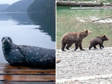 Klahoose Wilderness Resort, British Columbia, Canada