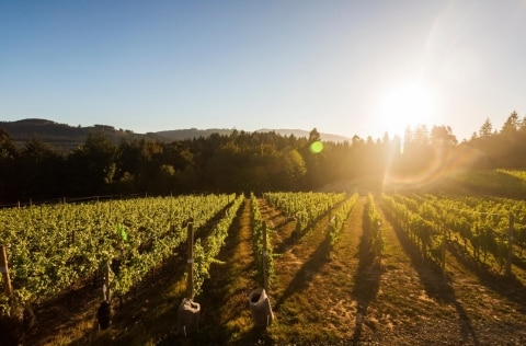 Blue Grouse Estate Winery, Vancouver Island