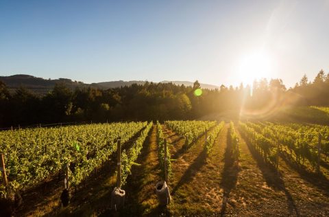 Blue Grouse Estate Winery, Vancouver Island