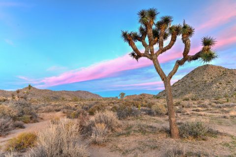 Joshua Tree National Park
