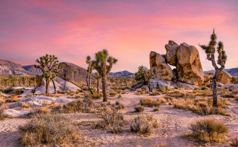 Joshua Tree National Park
