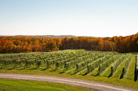 Milea Estate Vineyard