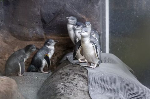Penguins in the International Antarctic Centre, Christchurch