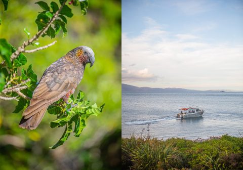 Wildlife, Paraparaumu Beach, Kapiti Island, New Zealand