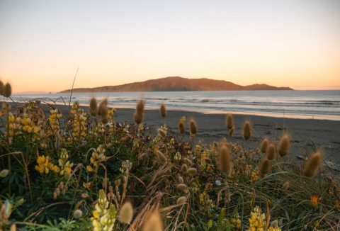 Kapiti Island, New Zealand