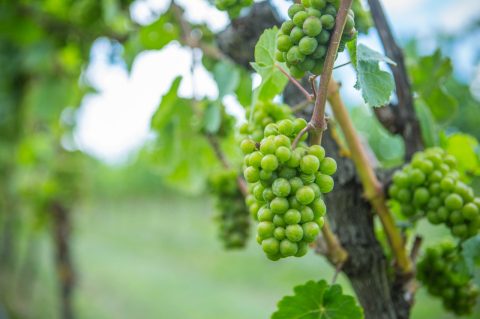 Wairarapa Vines, Martinborough, New Zealand