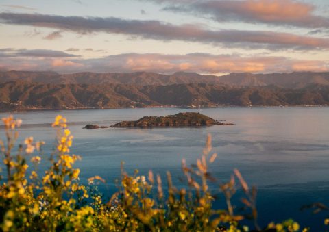 Matiu/Somes Island, New Zealand