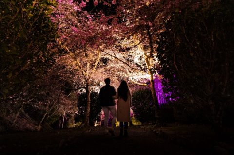 Blossom Valley, Wellington, New Zealand