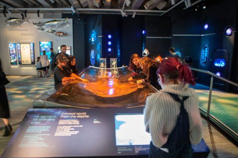 Te Papa, Wellington, New Zealand
