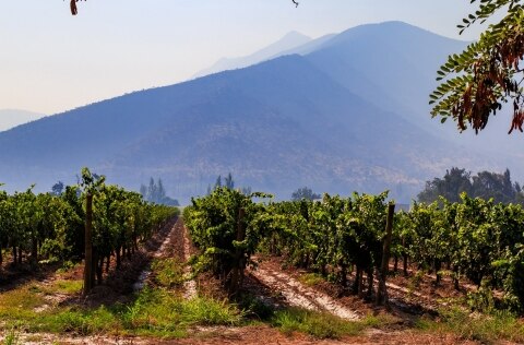 Vineyards in Chile's Maipo Valley