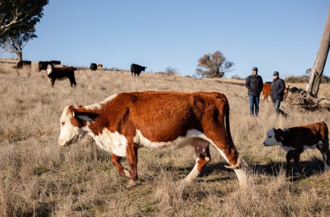 Rony Stephen and Grant Molloy, the founders of SenseMyFarm