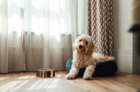 Dog in living room
